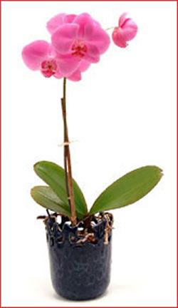  stanbul Taksim anneler gn iek yolla  Phalaenopsis Orchid Plant
