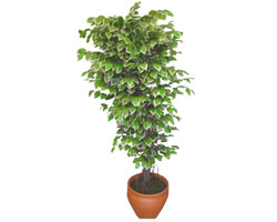 Ficus zel Starlight 1,75 cm   stanbul Taksim iekiler 