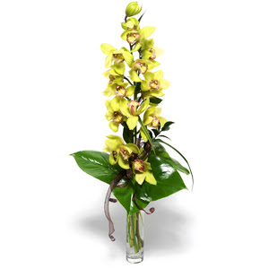  stanbul Taksim online ieki , iek siparii  1 dal orkide iegi - cam vazo ierisinde -
