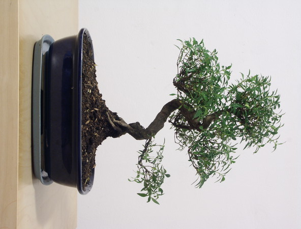 ithal bonsai saksi iegi  stanbul Taksim iek siparii sitesi 
