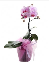 1 dal pembe orkide saks iei  stanbul Taksim hediye sevgilime hediye iek 