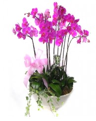 9 dal orkide saks iei  stanbul Taksim iek online iek siparii 