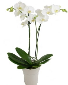 2 dall beyaz orkide  stanbul Taksim iek siparii vermek 