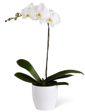 1 dall beyaz orkide  stanbul Taksim online iek gnderme sipari 