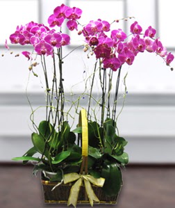 4 dall mor orkide  stanbul Taksim iek online iek siparii 