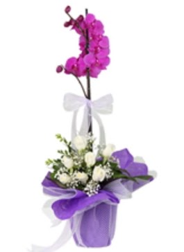 1 dal mor orkide ve 11 adet beyaz gl  stanbul Taksim online iek gnderme sipari 