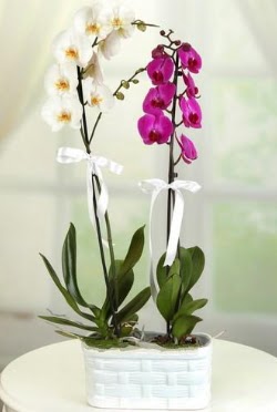 1 mor 1 dal beyaz thal orkide sepet ierisinde  stanbul Taksim anneler gn iek yolla 