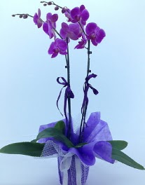 2 dall mor orkide  stanbul Taksim hediye sevgilime hediye iek 