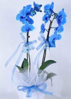 2 dall mavi orkide  stanbul Taksim ucuz iek gnder 