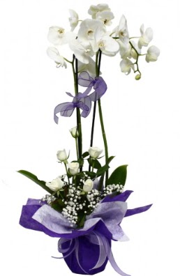 2 dallı beyaz orkide 5 adet beyaz gül  İstanbul Taksim çiçek satışı 
