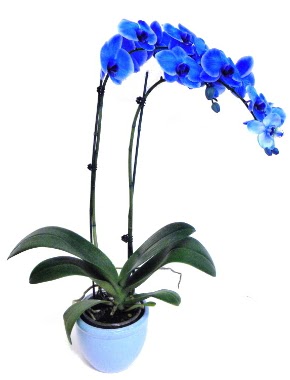 Seramikli 2 dall sper esiz mavi orkide  stanbul Taksim 14 ubat sevgililer gn iek 