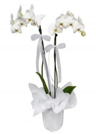 2 dall beyaz orkide  stanbul Taksim iek online iek siparii 