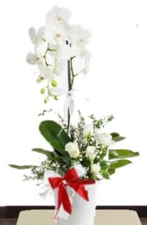 Tek dall beyaz orkide 5 beyaz gl  stanbul Taksim iek , ieki , iekilik 