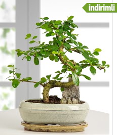 S eklinde ithal gerek bonsai japon aac  stanbul Taksim ucuz iek gnder 