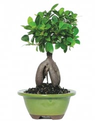 5 yanda japon aac bonsai bitkisi  stanbul Taksim iekiler 