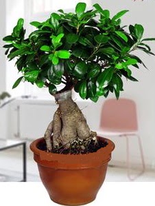 5 yanda japon aac bonsai bitkisi  stanbul Taksim internetten iek sat 