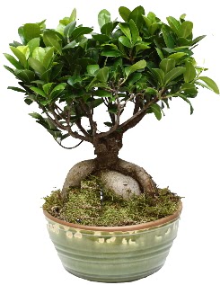 Japon aac bonsai saks bitkisi  stanbul Taksim gvenli kaliteli hzl iek 