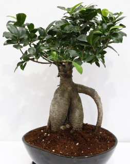 Japon aac bonsai saks bitkisi  stanbul Taksim online ieki , iek siparii 