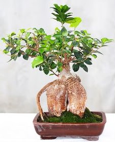 Japon aac bonsai saks bitkisi  stanbul Taksim iek gnderme 