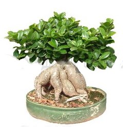 Japon aac bonsai saks bitkisi  stanbul Taksim iek yolla , iek gnder , ieki  