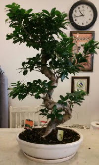 100 cm yksekliinde dev bonsai japon aac  stanbul Taksim gvenli kaliteli hzl iek 