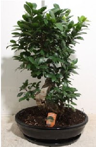 75 CM Ginseng bonsai Japon aac  stanbul Taksim ieki telefonlar 
