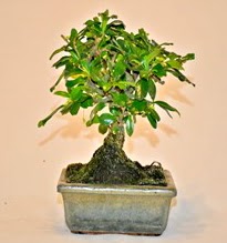 Zelco bonsai saks bitkisi  stanbul Taksim 14 ubat sevgililer gn iek 