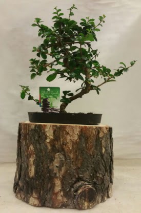 Doal ktk iinde bonsai japon aac  stanbul Taksim gvenli kaliteli hzl iek 