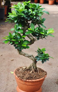 Orta boy bonsai saks bitkisi  stanbul Taksim ieki maazas 