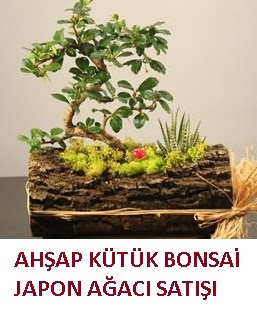 Ahap ktk ierisinde bonsai ve 3 kakts  stanbul Taksim iek sat 