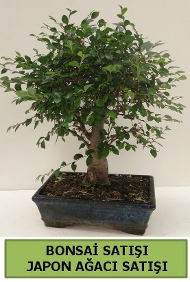 Minyatr bonsai japon aac sat  stanbul Taksim yurtii ve yurtd iek siparii 