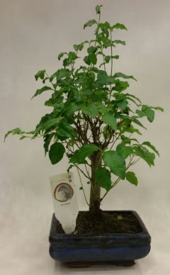 Minyatr bonsai japon aac sat  stanbul Taksim nternetten iek siparii 
