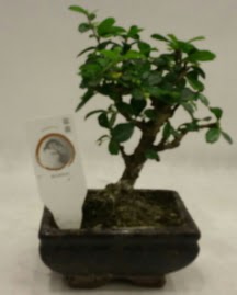 Kk minyatr bonsai japon aac  stanbul Taksim iek yolla , iek gnder , ieki  