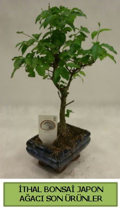thal bonsai japon aac bitkisi  stanbul Taksim cicekciler , cicek siparisi 