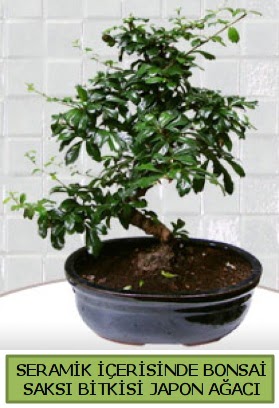 Seramik vazoda bonsai japon aac bitkisi  stanbul Taksim iek , ieki , iekilik 