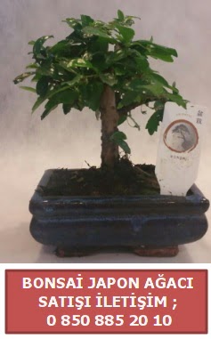 Japon aac minyar bonsai sat  stanbul Taksim iek gnderme sitemiz gvenlidir 
