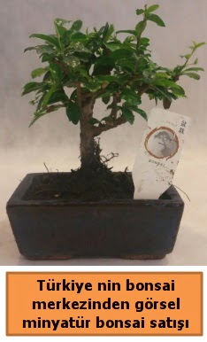 Japon aac bonsai sat ithal grsel  stanbul Taksim online ieki , iek siparii 