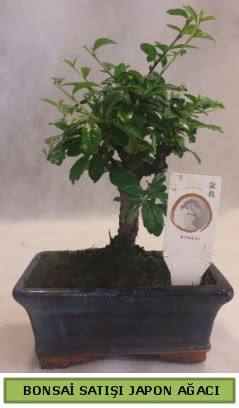 Minyatr bonsai aac sat  stanbul Taksim iek yolla , iek gnder , ieki  