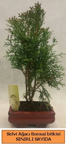 Selvi aac bonsai japon aac bitkisi  stanbul Taksim iek gnderme sitemiz gvenlidir 