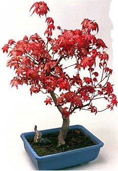 Amerikan akaaa bonsai bitkisi  stanbul Taksim online ieki , iek siparii 