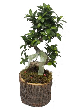 Doal ktkte bonsai saks bitkisi  stanbul Taksim gvenli kaliteli hzl iek 