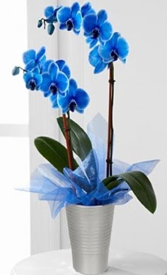 Seramik vazo ierisinde 2 dall mavi orkide  stanbul Taksim iek yolla 
