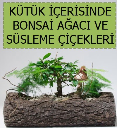 Ktk ierisinde bonsai japon aa bitkisi  stanbul Taksim iek gnderme sitemiz gvenlidir 