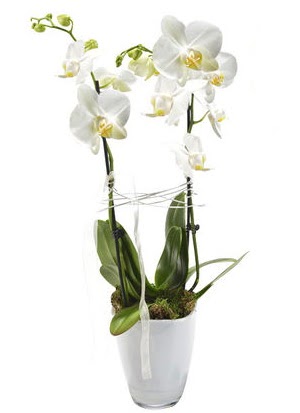 2 dall beyaz seramik beyaz orkide sakss  stanbul Taksim yurtii ve yurtd iek siparii 