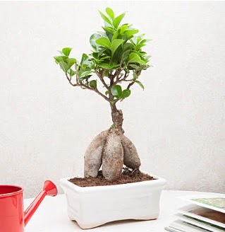 Exotic Ficus Bonsai ginseng  stanbul Taksim 14 ubat sevgililer gn iek 