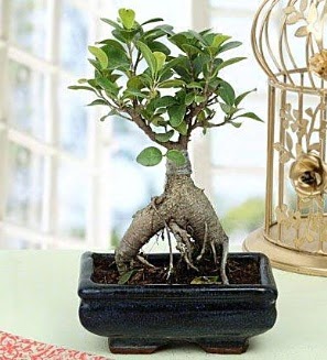 Appealing Ficus Ginseng Bonsai  stanbul Taksim cicek , cicekci 