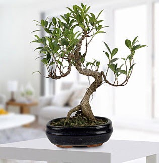 Gorgeous Ficus S shaped japon bonsai  stanbul Taksim iek servisi , ieki adresleri 