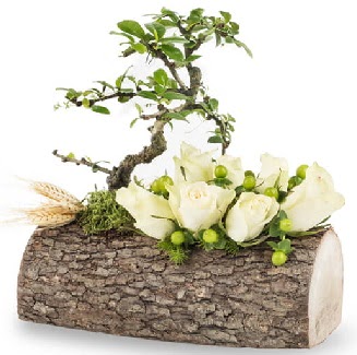 Doal ktkte bonsai aac ve 7 beyaz gl  stanbul Taksim yurtii ve yurtd iek siparii 
