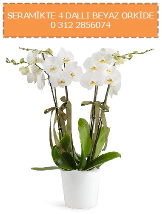 Seramikte 4 dall beyaz orkide  stanbul Taksim hediye iek yolla 