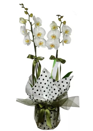 ift Dall Beyaz Orkide  stanbul Taksim online iek gnderme sipari 